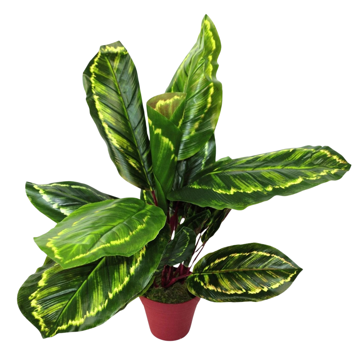 Artificial Calathea Veitchiane Plant 50cm